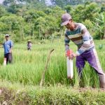 Kementerian ATR/BPN Dukung Swasembada Pangan Lewat Penguatan Kebijakan LBS, LP2B, dan LSD